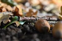 Eicheln im Wald