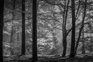 Zonneharpen in Drents bos van Jurjen Veerman