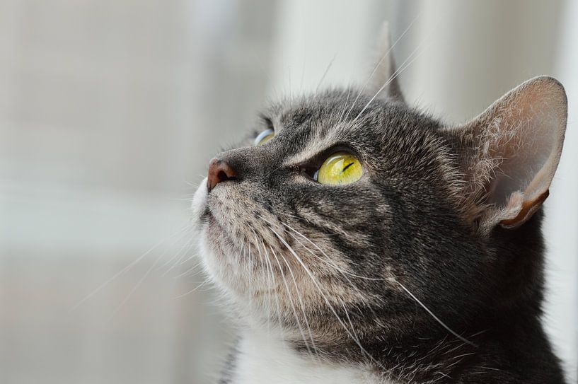 My best cat friend by Cilia Brandts