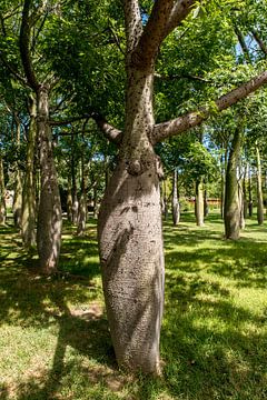 Floret silk tree by Dieter Walther