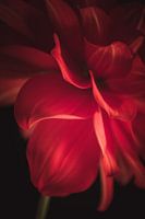 Rode Dahlia | Werk aan de muur bloemen