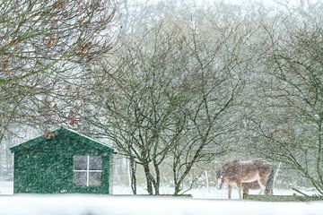 paarden die in een sneeuwstorm buiten staan zonder beschutting van Margriet Hulsker