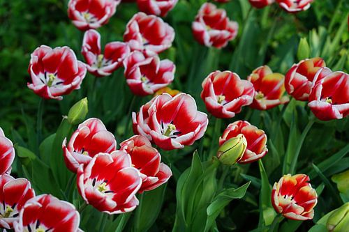 Tulpen in de kleuren rood en wit