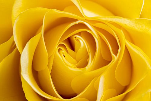 Gele roos, close-up of macro van smetteloos exemplaar van Kees Dorsman