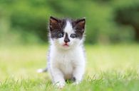 Kitten poes op een natuurlijk grasveld von Henk van den Brink Miniaturansicht