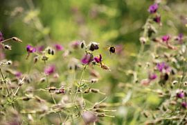 Fliegender Besuch von Mario van Loon