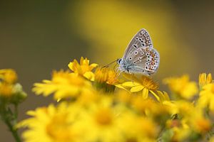 Polyommatus icarus von Martin Mol