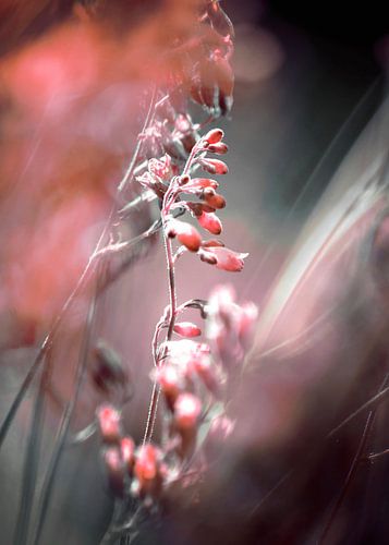 RED SPANGLES no4, Portrait