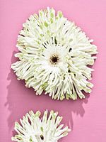 Fleurs sur rose I Stack Gerbera's