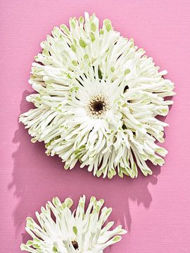 Flowers on pink I Stack Gerbera's by Martijn Hoogendoorn