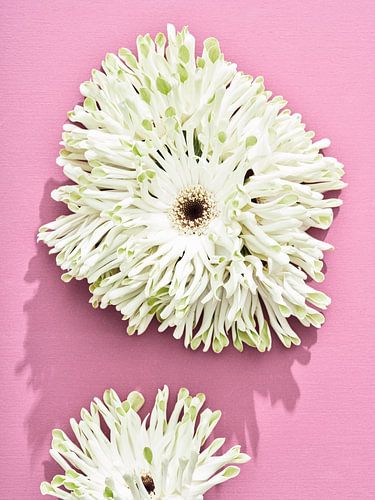 Fleurs sur rose I Stack Gerbera's sur Martijn Hoogendoorn