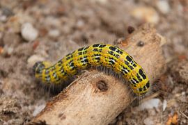 Macro photo caterpillar by pien slooter