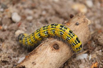 Macro photo caterpillar