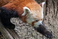 Running small panda