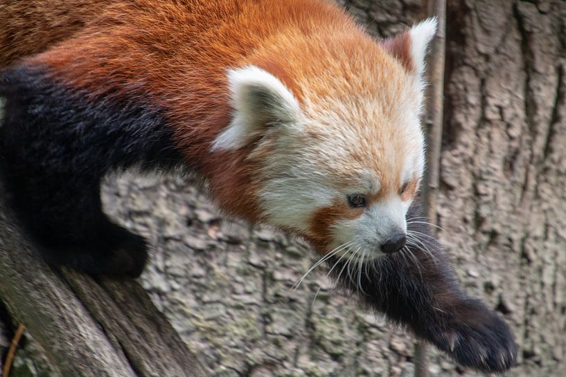 Running small panda by Artoon Projects