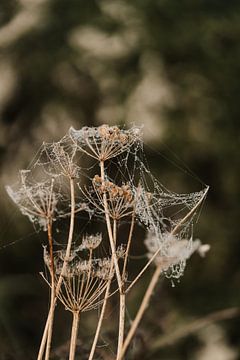 Spinnenweb aan gedroogde bloem van sonja koning