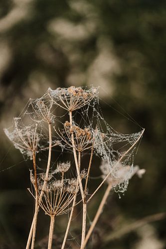 Cobweb to dried flower