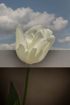 Witte tulp (Tulipa) van Eric Wander