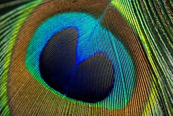 Peacock Feather Heart