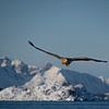 Zeearend in vlucht boven zee met besneeuwde bergen van Exclusive Photos by Erwin Floor