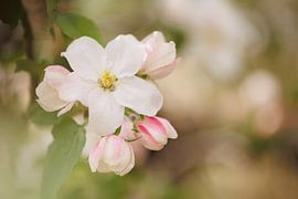Apple blossom 'Sping Time' by Dagmar Hijmans