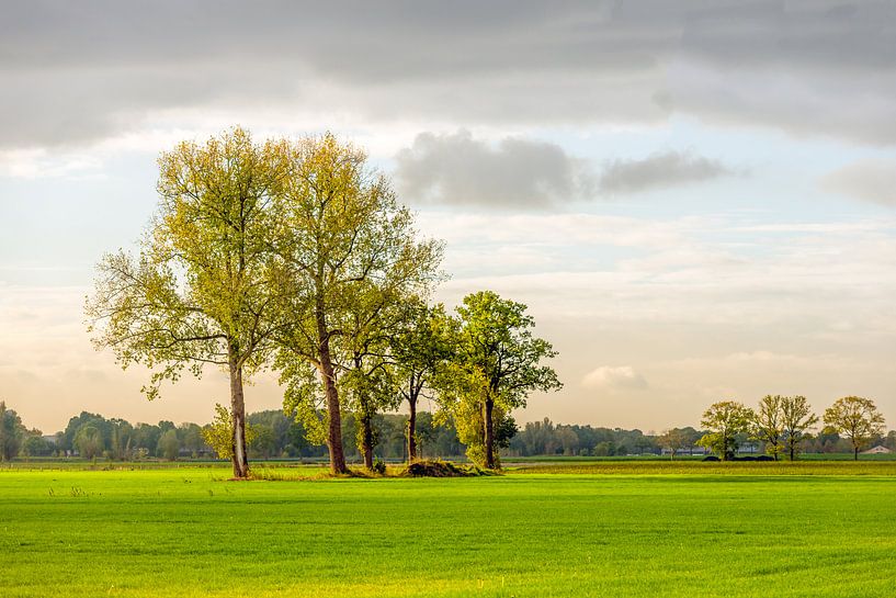 Hoge bomen in groen landschap van Ruud Morijn