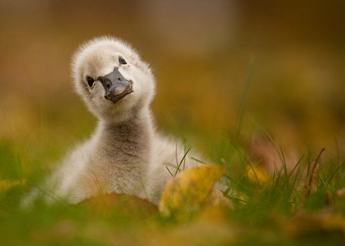 Black Swan Baby by Robert Adamec