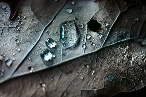 Autumn leaf with drops