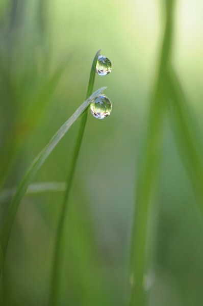 Macro - Duo drops von Angelique Brunas
