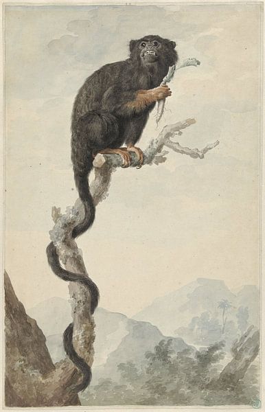 Ein Tamarin mit roten Händen, Jacob Perkois, 1776 von Creative Masters