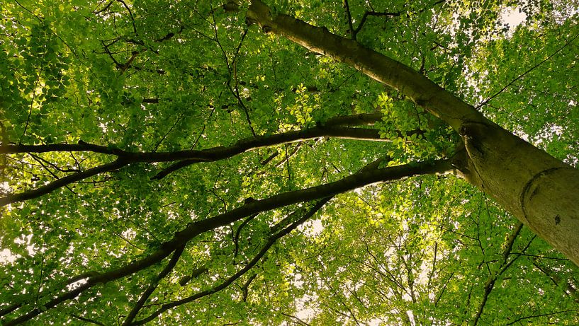 Wood in the morning  by Jenny Heß