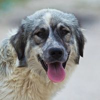 Grote hond Kefalonia Griekenland