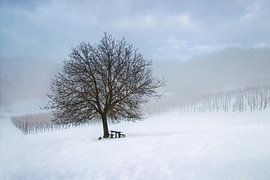 Mysteriöser Nebel von René Pronk