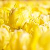 Gele tulpen van Judith van Wijk