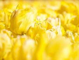Gelbe Tulpen