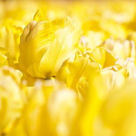 Gele tulpen van Judith van Wijk