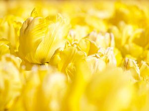 Tulipes jaunes