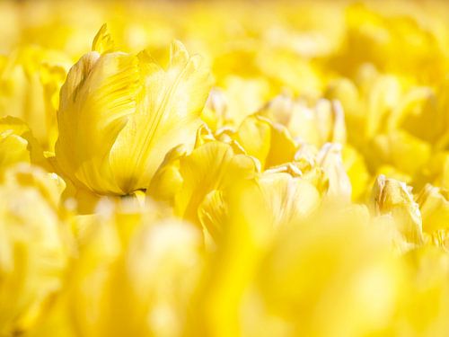 Tulipes jaunes