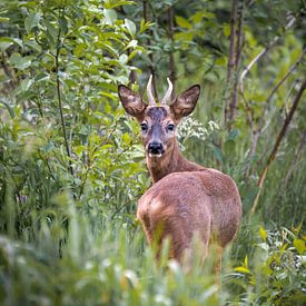 Hi deer by visitlimburg