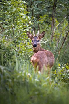 Hi deer by visitlimburg