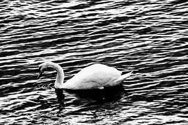 Noir et blanc sur Arie van Vugt