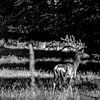 Edelhert in het bos van Wildfotografie NL