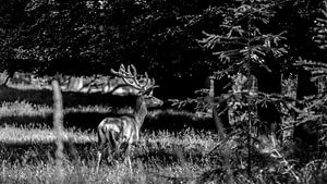 Edelhert in het bos van Wildfotografie NL