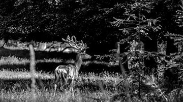 Red stag in the forest