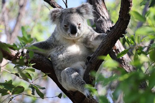Een Koala zit in een boom op Magnetic Island, Australië