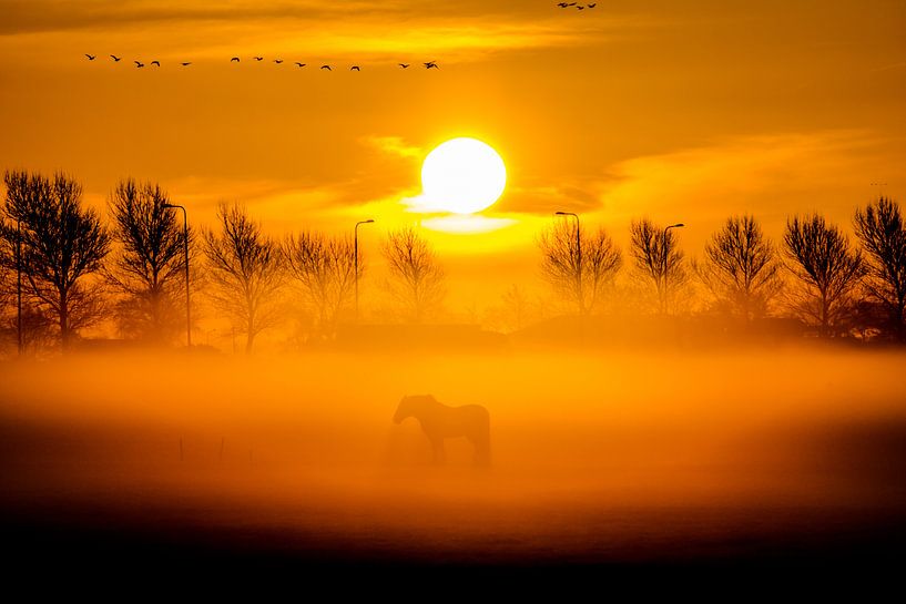 Paard in de mist van Dennis Dieleman