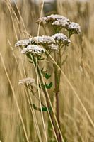 Bloem in gras