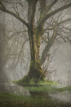 The Flooded Forest
