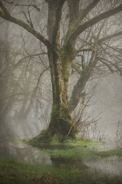 The Flooded Forest by Dan Courtice