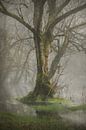 The Flooded Forest by Dan Courtice thumbnail